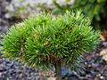 Pinus nigra Jursa IMG_1336 Sosna czarna